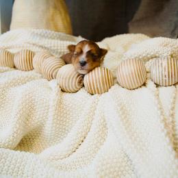 Coco - Sable male Yorkshire Terrier puppy in Eastland, Texas from Peach Yorkies