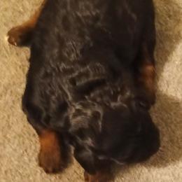 Girl two - Phantom female Poodle puppy in East Providence, Rhode Island from Marta's Cavaliers
