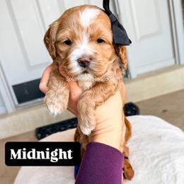 Midnight - Buff and white female Cockapoo puppy in West Haven, Utah from Split Mountain Doodles
