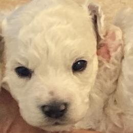 Puppy - White male Bichon Frise puppy in Greenville, South Carolina from Almaza Bichons