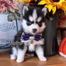 Paige - Black and white female Pomsky puppy in Venus, Pennsylvania from Hemlock Pines Pomsky