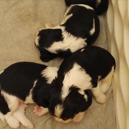 Boy three - Tri-color male Cavalier King Charles Spaniel puppy in East Providence, Rhode Island from Marta's Cavaliers