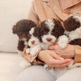 Bernedoodle, Cavapoo, Havanese, and Havapoo Puppies from Lady Paws Puppies - Cassie
