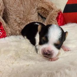 Michael - Black tan and white male Biewer Terrier puppy in Stockbridge, Georgia from Jenn’s Georgia Morkies and Biewer Terriers