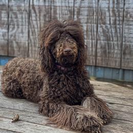 Pearl - Goldendoodle