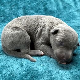 Vermillion - Blue female Whippet puppy in Gentry, Arkansas from Mardel Robeson of Mulberry Hollow Whippets