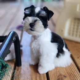 Eeyore - Parti male Miniature Schnauzer puppy in Trinity, Alabama from C&E'S Schnauzers