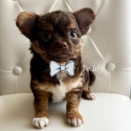 Teddy - Chocolate and tan male Chihuahua puppy in Burleson, Texas from Luxe Paradise House of Chi