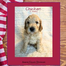 Boy 2 - male Goldendoodle puppy in North Conway, New Hampshire from Arbor Grace Doodles