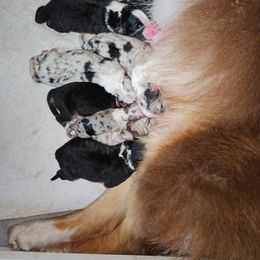 Girl 2 - Black tri-color female Australian Shepherd puppy in Luther, Michigan from Pine River Australian Shepherds