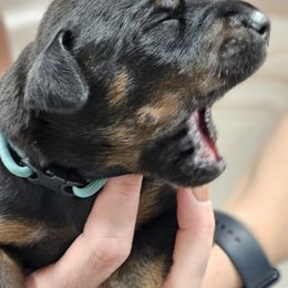 Doberman Pinscher Puppies from KJC Champion Kanines