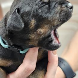 Doberman Pinscher Puppies from KJC Champion Kanines