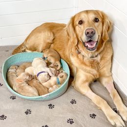 Golden Retriever Puppies from Ruff Life Goldens