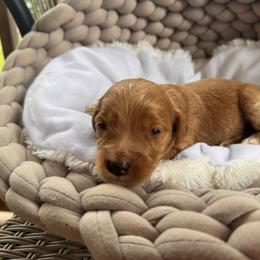 Fiona - Red  female Goldendoodle puppy in Rose Hill, North Carolina from Red Door Canines