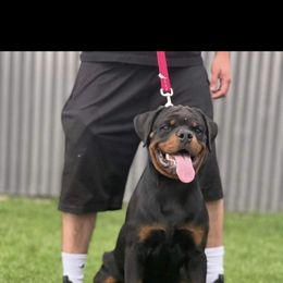 Rottweiler Puppies from Midnight Rottweilers