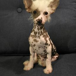 FreeBird - White and black male Chinese Crested puppy in Clarksville, Tennessee from Andrews Chinese Cresteds and Euro Bassets