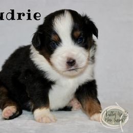 Audrie - Black tri Miniature Australian Shepherd puppy in Paris, Texas from Kuttin’ Up Mini Aussies