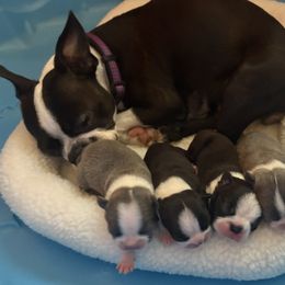 Boston Terrier Puppies from Smith Sister Kennels