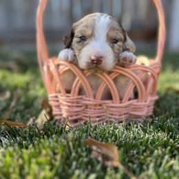 Aussiedoodle Puppies from Jojo the Denver Aussie