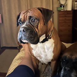 Maggie - Boxer
