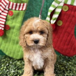 Bianca B Green - Golden male Cockapoo puppy in Haines City, Florida from Camic Cockapoos