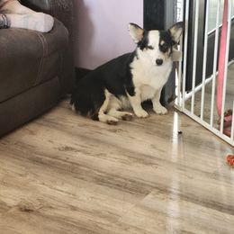 Pembroke Welsh Corgi puppies from Blackberry Hill Corgis
