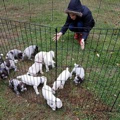 Spinone Italiano Puppies from Stella Del Nord Spinoni Italiani