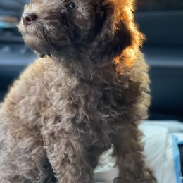 Cockapoo Puppies from Raisingcockapoos