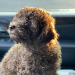 Cockapoo Puppies from Raisingcockapoos