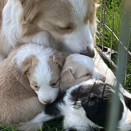 Border Collie Puppies from Buttonwillows Farm Border Collies