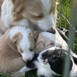 Border Collie Puppies from Buttonwillows Farm Border Collies