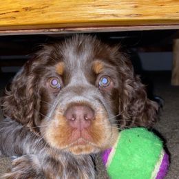 English Springer Spaniel, German Shorthaired Pointer, and Labrador Retriever All Grown Up from LL Gun Dogs, LLC