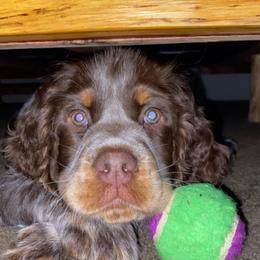 English Springer Spaniel, German Shorthaired Pointer, and Labrador Retriever All Grown Up from LL Gun Dogs, LLC
