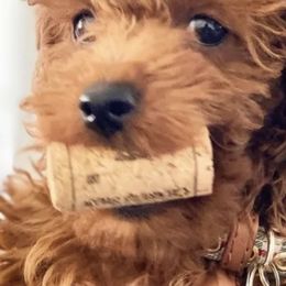 Cavapoos and Poodles from Coopers Lane Puppies