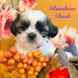 Rainbow dash - Black gold and white female Shih Tzu puppy in Hemet, California from Aloha Shih Tzu