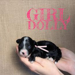 Dolly - Black and white female Bernedoodle puppy in Cambridge, Minnesota from Country Meadow Doodles
