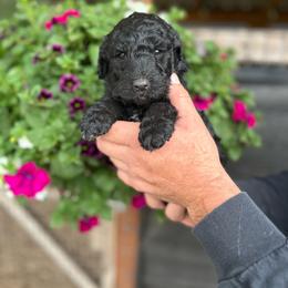 F1 Goldendoodle Blue collar - Black male Goldendoodle puppy in Rainier, Washington from Hanson’s NW Goldens & Doodles