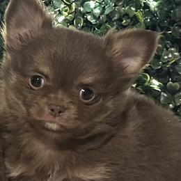 Peanut Butter - Chocolate and tan male Chihuahua puppy in Northboro, Iowa from So Sweet Chihuahuas