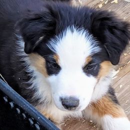 Red star collar -name is Reddy - Black tri male Miniature American Shepherd puppy in Rensselaerville, New York from Callen Kennels