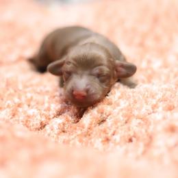 Burr - Red male Dachshund puppy in Eaton, Ohio from Miniature Alphas Dachshunds