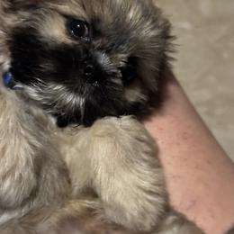 Shih Tzu, Shorkie, and Yorkshire Terrier Puppies from Tiny Tales Co.