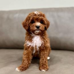 Churro boy - Red  male Goldendoodle puppy in Rio Linda, California from Plush Doodles