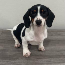Darla - Piebald female Dachshund puppy in Waycross, Georgia from Southern Paws