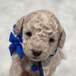 Shaggy - Apricot male Goldendoodle puppy in Vernon, Texas from Sugarland's Texas Goldendoodles