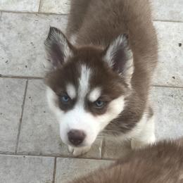 Girl 6 - Red and white female Siberian Husky puppy in Howard City, Michigan from Rustic Pines