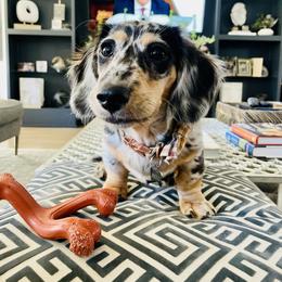 Dachshund Puppies from Meldox