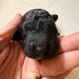 Dax - Silver male Poodle puppy in Azle, Texas from Texas Kissed K9s