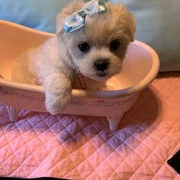 Maltese Puppies from Franny's Maltese Puppies