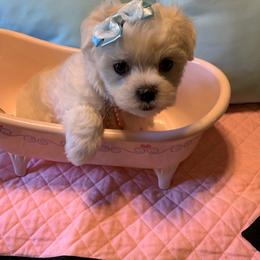 Maltese Puppies from Franny's Maltese Puppies