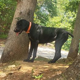 Hope - German Shorthaired Pointer